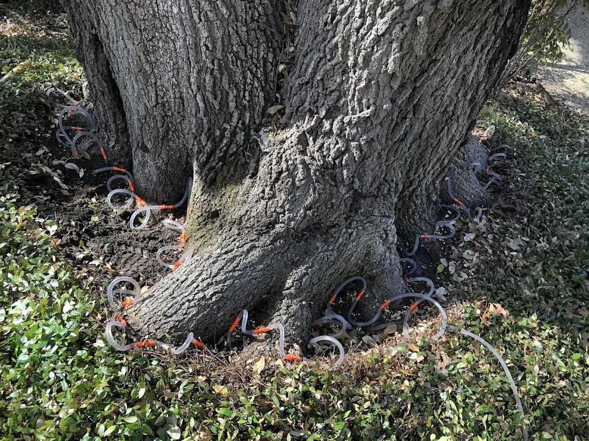 Detailed Tree Cabling and Bracing job site in Eaton