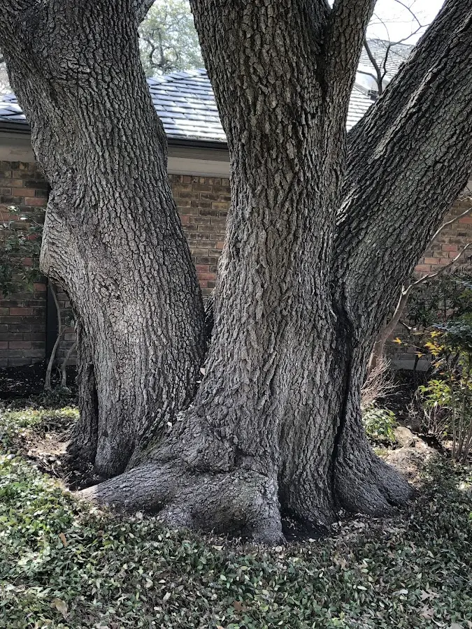Mature heritage tree close to a Eaton property cared for by certified arborists